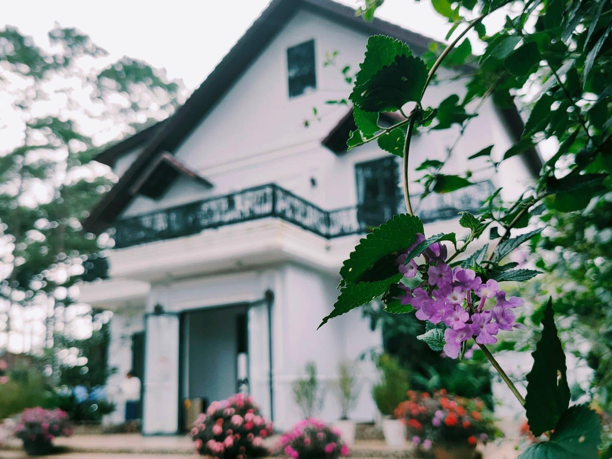 Rừng thông và ruộng bậc thang Măng Đen