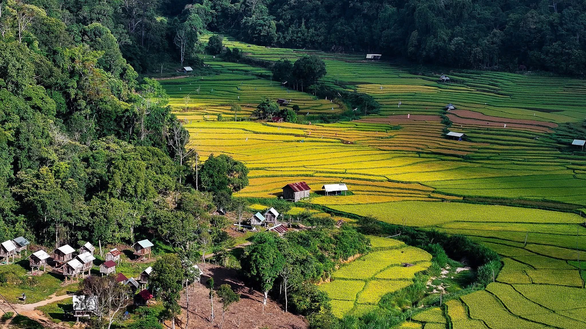 Rừng thông và ruộng bậc thang Măng Đen